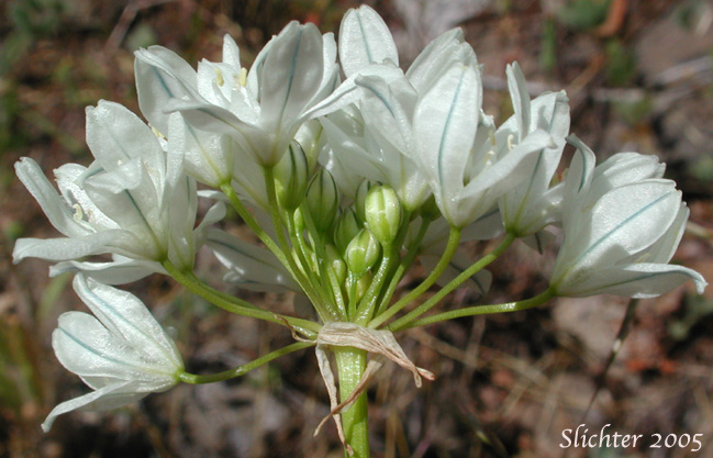 Sideview of an inflorescence of Fool's Onion, Hyacinth Brodiaea, Hyacinth Cluster Lily, Hyacinth Triteleia, White Brodiaea, White Triteleia: Triteleia hyacinthina (Synonyms: Brodiaea dissimulata, Brodiaea hyacinthina, Hesperoscordum hyacinthinum, Triteleia hyacinthina var. hyacinthina)