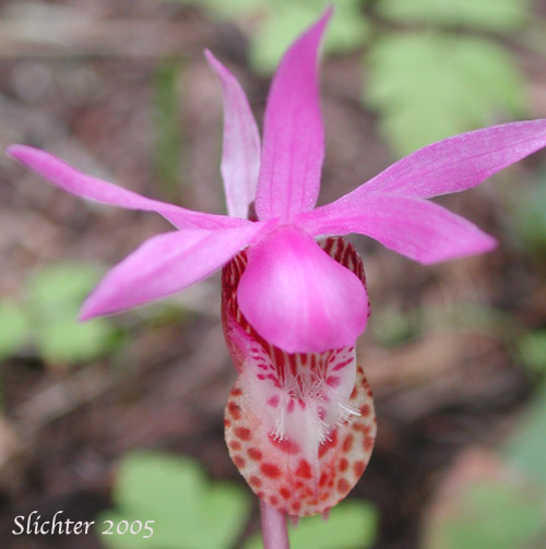Close-up frontal view of a flower of Calypso, Fairy Slipper, Fairy Slipper Orchid: Calypso bulbosa var. occidentalis (Synonym: Calypso bulbosa ssp. occidentalis)