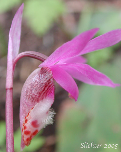 Sideview of a flower of Calypso, Fairy Slipper, Fairy Slipper Orchid: Calypso bulbosa var. occidentalis (Synonym: Calypso bulbosa ssp. occidentalis)