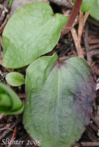 Basal leaves of Calypso, Fairy Slipper, Fairy Slipper Orchid: Calypso bulbosa var. occidentalis (Synonym: Calypso bulbosa ssp. occidentalis)