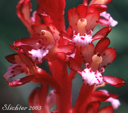 Spotted Coral Root: Corallorhiza maculata var. occidentalis