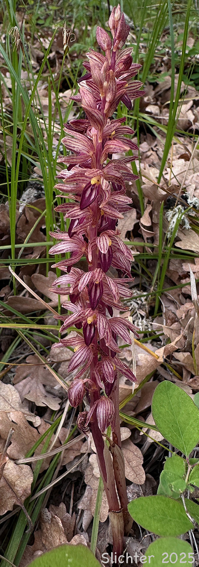 Striped Coralroot, Striped Coral Root, Hooded Coralroot: Corallorhiza striata var. striata (Synonyms: Corallorhiza macraei, Corallorhiza ochroleuca, Corallorhiza striata var. flavida, Corallorhiza striata var. ochroleuca)
