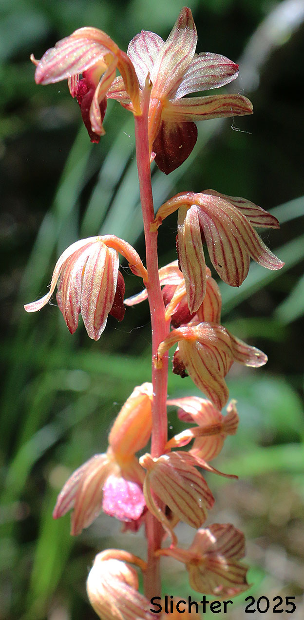Inflorescence of Striped Coralroot, Striped Coral Root, Hooded Coralroot: Corallorhiza striata var. striata (Synonyms: Corallorhiza macraei, Corallorhiza ochroleuca, Corallorhiza striata var. flavida, Corallorhiza striata var. ochroleuca)