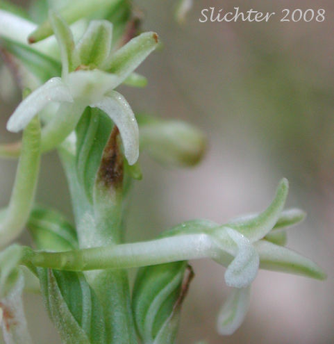 Suksdorf's Piperia, Royal Rein Orchid: Platanthera transversa (Synonyms: Habenaria elegans, Habenaria unalascensis var. elata, Piperia transversa)