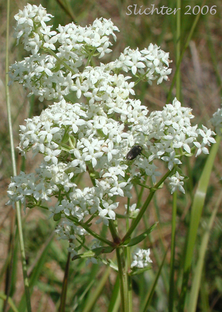 Inflorescence of Northern Bedstraw: Galium boreale (Synonyms: Galium boreale ssp. septentrionale, Galium boreale var. hyssopifolium, Galium boreale var. intermedium, Galium boreale var. linearifolium, Galium boreale var. scabrum, Galium boreale var. typicum, Galium hyssopifolium, Galium septentrionale, Galium strictum)