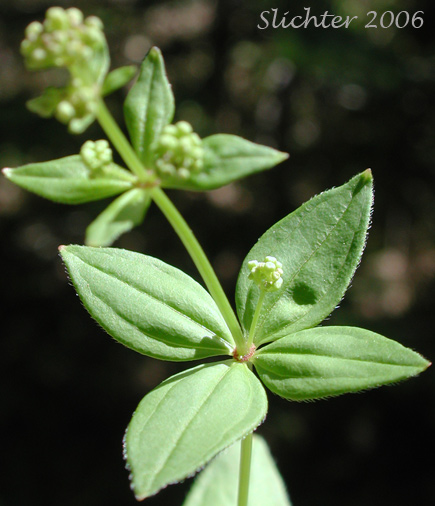 Oregon Bedstraw: Galium oreganum (Synonym: Galium kamtschaticum var. oreganum)