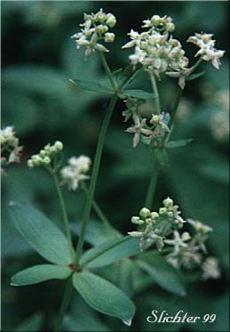 Oregon Bedstraw: Galium oreganum (Synonym: Galium kamtschaticum var. oreganum)