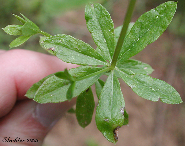 Whorled leaves of Fragrant Bedstraw, Sweetscented Bedstraw, Three-flowered Bedstraw: Galium triflorum