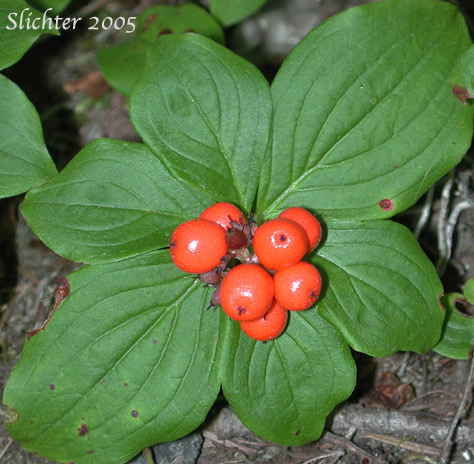 Orange-red berries of Bunchberry, Canadian Dogwood, Dwarf Cornel, Puddingberry, Western Bunchberry: Cornus unalaschkensis (Synonym: Cornus canadensis )