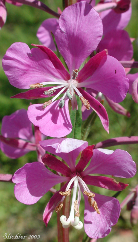 Close-up of the flowers of Fireweed, Great Willow-herb: Chamerion angustifolium var. canescens (Synonyms: Chamaenerion angustifolium, Chamerion angustifolium ssp. angustifolium, Chamerion angustifolium ssp. circumvagum, Chamerion angustifolium var. angustifolium, Chamerion danielsii, Chamerion platyphyllum, Chamerion spicatum, Epilobium angustifolium, Epilobium angustifolium ssp. circumvagum, Epilobium angustifolium ssp. macrophyllum, Epilobium angustifolium var. abbreviatum, Epilobium angustifolium var. canescens, Epilobium angustifolium var. intermedium, Epilobium angustifolium var. macrophyllum, Epilobium angustifolium var. platyphyllum, Epilobium spicatum)