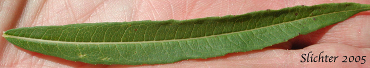 Stem leaf of Fireweed: Chamaenerion angustifolium var. canescens (Synonyms: Chamaenerion angustifolium, Chamerion angustifolium ssp. angustifolium, Chamerion angustifolium ssp. circumvagum, Chamerion angustifolium var. angustifolium, Chamerion angustifolium var. canescens, Chamerion danielsii, Chamerion platyphyllum, Chamerion spicatum, Epilobium angustifolium, Epilobium angustifolium ssp. circumvagum, Epilobium angustifolium ssp. macrophyllum, Epilobium angustifolium var. abbreviatum, Epilobium angustifolium var. canescens, Epilobium angustifolium var. intermedium, Epilobium angustifolium var. macrophyllum, Epilobium angustifolium var. platyphyllum, Epilobium spicatum)