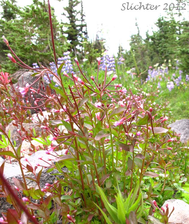 Alpine Willowherb, Alpine Willow-herb, Pimpernel Willowherb: Epilobium anagallidifolium (Synonyms: Epilobium alpinum, Epilobium alpinum var. alpinum)