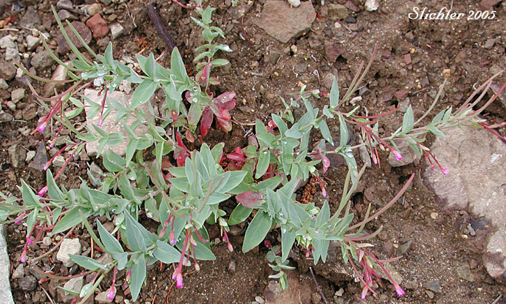 Glaucous Willowherb, Smooth Willowherb: Epilobium glaberrimum ssp. fastigiatum (Synonym: Epilobium glaberrimum var. fastigiatum)