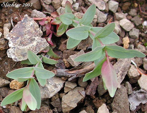 Glaucous Willowherb, Smooth Willowherb: Epilobium glaberrimum ssp. fastigiatum (Synonym: Epilobium glaberrimum var. fastigiatum)