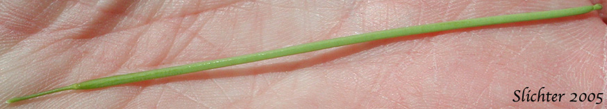 Close-up of the long, linear pod of Tower Mustard, Tower Rockcress: Turritis glabra (Synonym: Arabis glabra)