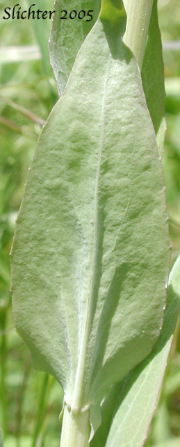 Stem leaf of Towermustard, Tower Mustard, Tower Rockcress: Turritis glabra (Synonyms: Arabis glabra, Arabis glabra var. furcatipilis, Arabis glabra var. glabra)