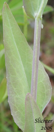 Stem leaf of Towermustard, Tower Mustard, Tower Rockcress: Turritis glabra (Synonyms: Arabis glabra, Arabis glabra var. furcatipilis, Arabis glabra var. glabra)
