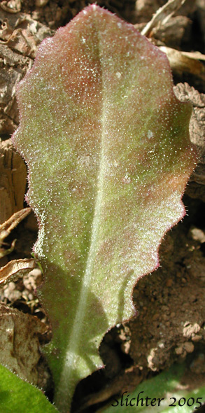 Basal leaf of Tower Mustard, Tower Rockcress: Turritis glabra (Synonyms: Arabis glabra, Arabis glabra var. furcatipilis, Arabis glabra var. glabra)