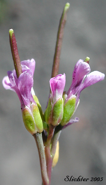 Close-up sideview of the flowers of Lyall's Rockcress, Lyall's Slender Rockcress, Murry's Rockcress: Boechera lyallii (Synonyms: Arabis lyallii, Arabis lyallii var. lyallii, Arabis murrayi)