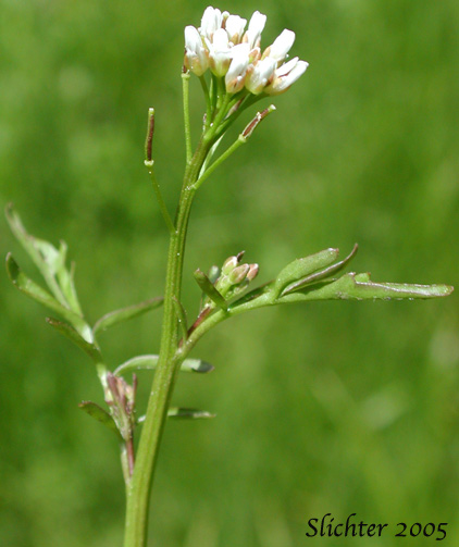 Pennsylvania Bitter Cress (Cardamine pensylvanica)