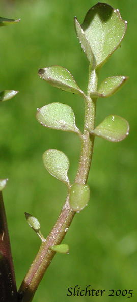 Pennsylvania Bitter Cress (Cardamine pensylvanica)