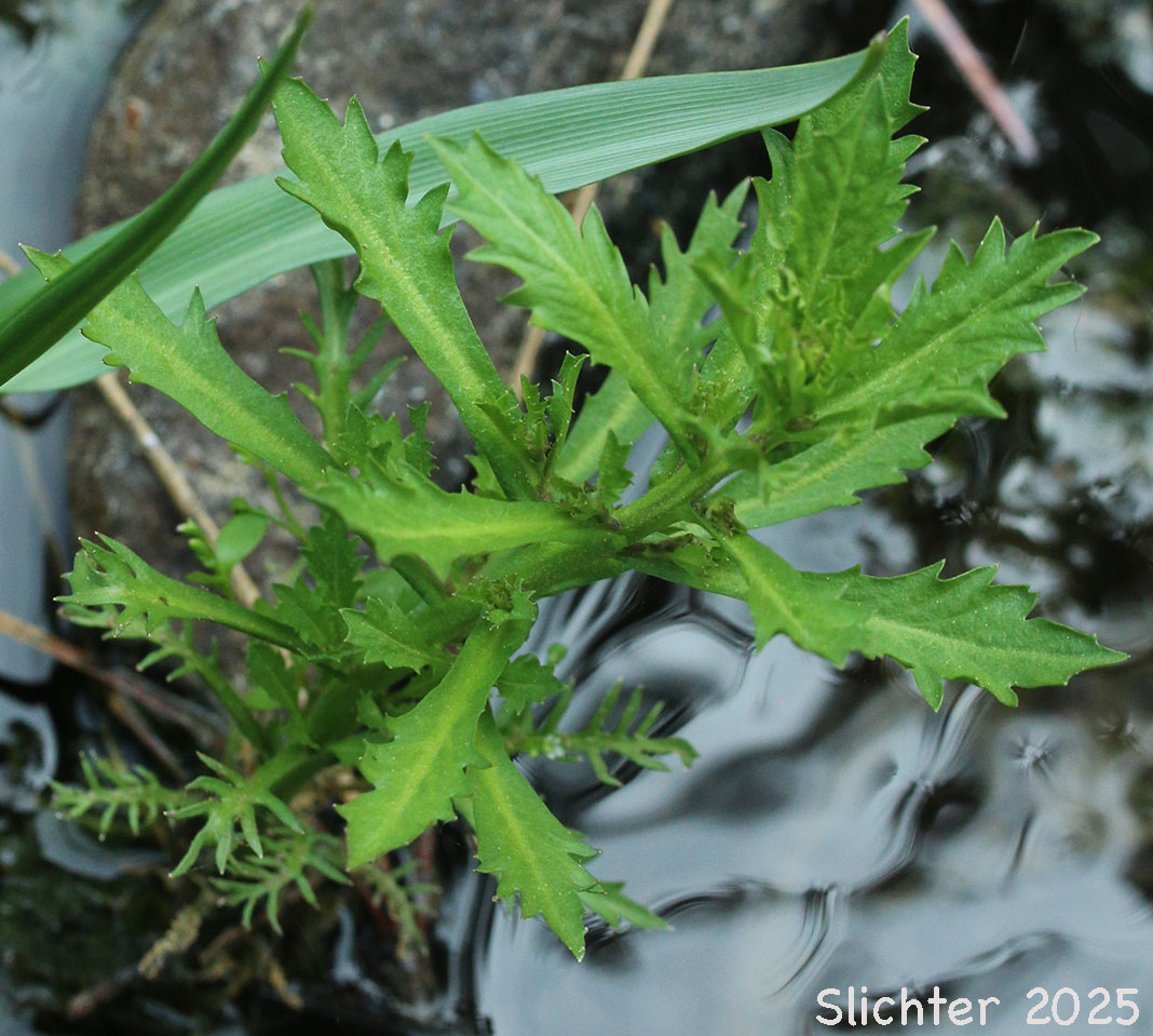 Bog Yellowcress, Fernald's Yellowcress, Marsh Yellowcress, Northern Marsh Yellowcress, Smooth Marsh Yellowcress, Western Bog Yellowcres, Yellow Bogcresss: Rorippa palustris ssp. palustris (Synonyms: Rorippa islandica var. fernaldiana,Rorippa islandica var. glabrata, Rorippa islandica var. glabrata, Rorippa islandica var. occidentale, Rorippa islandica var. occidentalis, Rorippa palustris ssp. fernaldiana, Rorippa palustris ssp. occidentalis, Rorippa palustris var. fernaldiana, Rorippa palustris var. glabra, Rorippa palustris var. occidentalis)