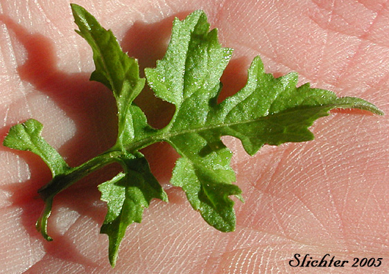 Leaf of Hedgemustard, Hedge Mustard: Sisymbrium officinale (Synonyms: Erysimum officinale, Sisymbrium officinale var. leiocarpum, Sisymbrium officinale var. officinale)