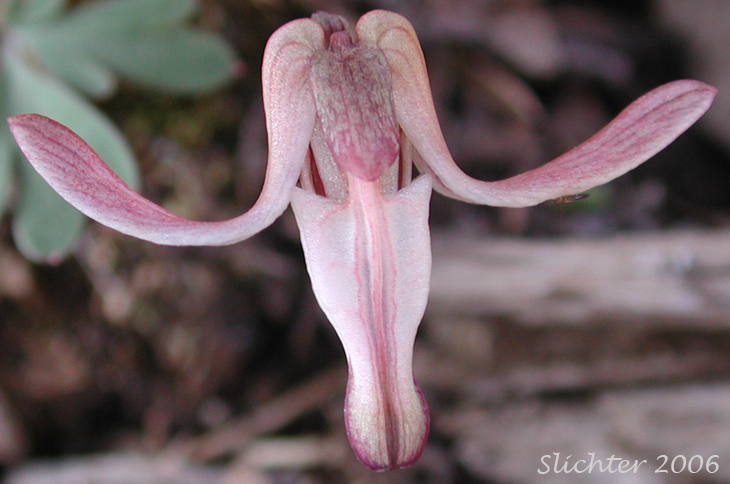 Flower of Longhorn Steer's-head: Dicentra uniflora