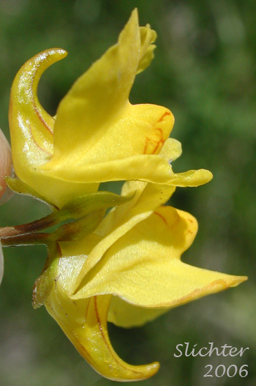 Flowers of Common Bladderwort: Utricularia vulgaris