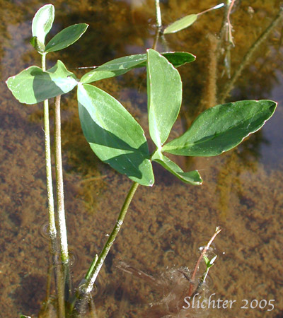 Buckbean, Bogbean: Menyanthes trifoliata (Synonym: Menyanthes trifoliata var. minor)