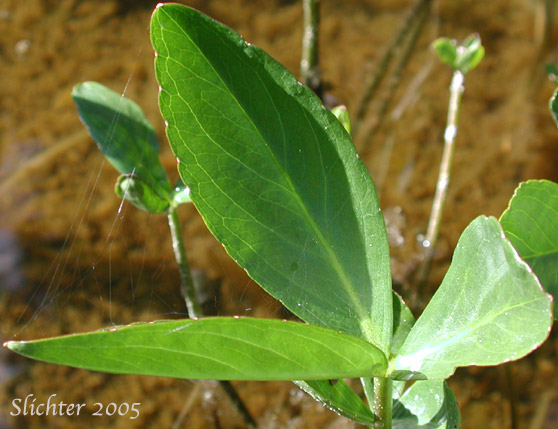 Leaf of Buckbean, Bogbean: Menyanthes trifoliata (Synonym: Menyanthes trifoliata var. minor)