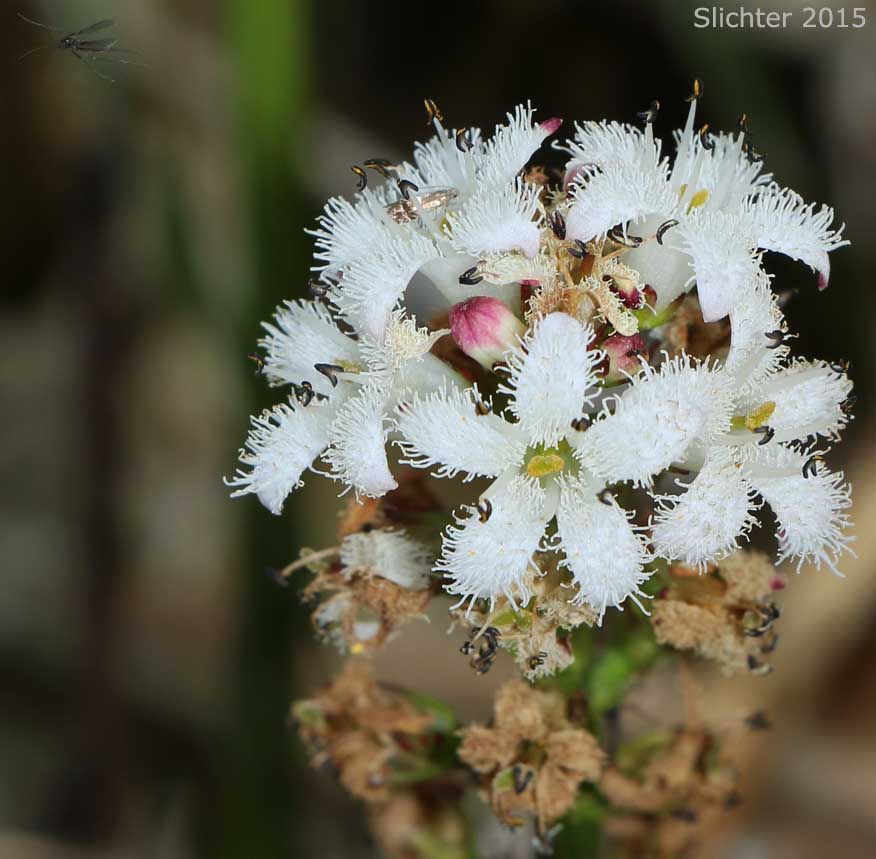 Inflorescence and pollinator of Buckbean, Bogbean: Menyanthes trifoliata (Synonym: Menyanthes trifoliata var. minor)