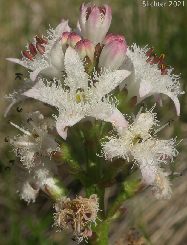 Inflorescence of Buckbean, Bogbean: Menyanthes trifoliata (Synonym: Menyanthes trifoliata var. minor)