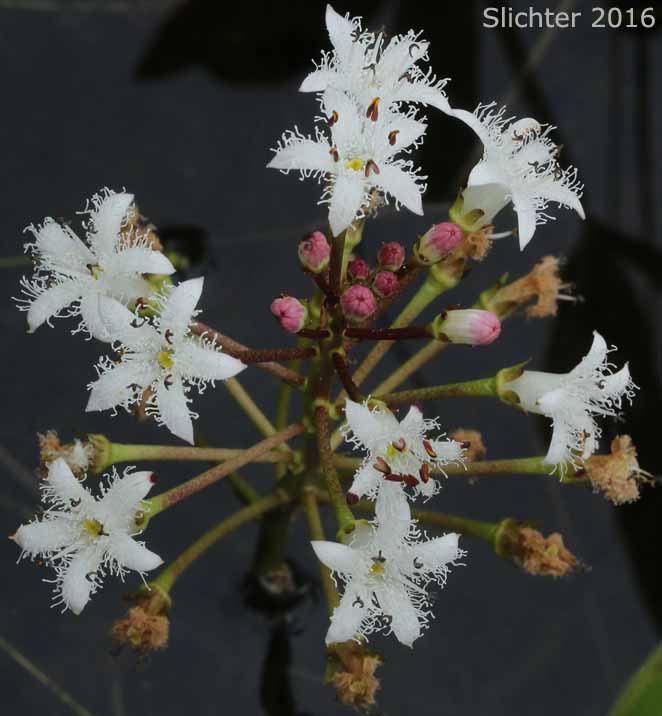Inflorescence of Buckbean, Bogbean: Menyanthes trifoliata (Synonym: Menyanthes trifoliata var. minor)