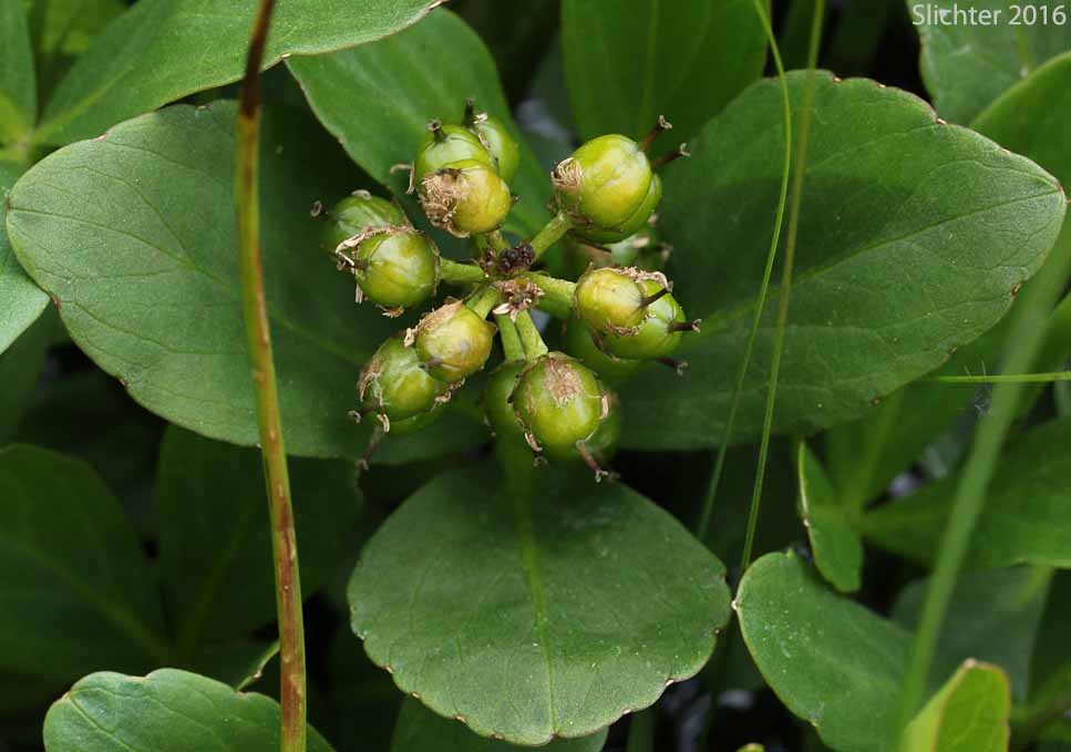 Maturing fruits of Buckbean, Bogbean: Menyanthes trifoliata (Synonym: Menyanthes trifoliata var. minor)
