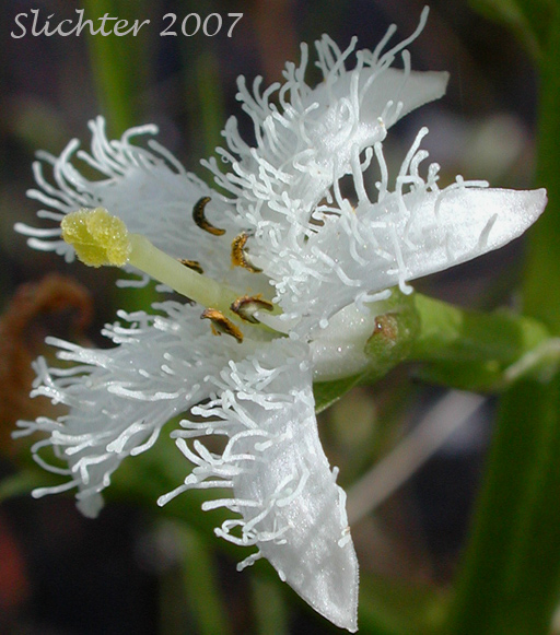 Flower of Buckbean, Bogbean: Menyanthes trifoliata (Synonym: Menyanthes trifoliata var. minor)