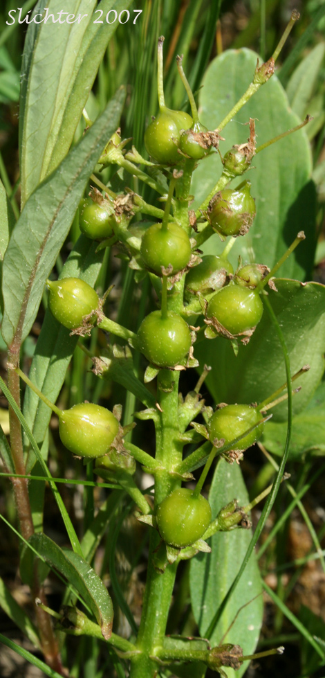 Young fruits of Buckbean, Bogbean: Menyanthes trifoliata (Synonym: Menyanthes trifoliata var. minor)