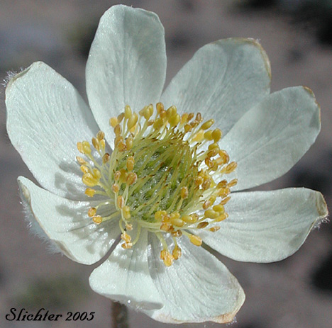 Flower of Drummond's Anemone: Anemone drummondii var. drummondii (Synonyms: Anemone cairnesiana, Anemone californica, Anemone drummondii ssp. drummondii)