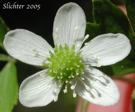 Flower of Little Mountain Anemone, Lyall's Anemone, Little Mountain Thimbleweed, Thimbleweed: Anemone lyallii (Synonyms: Anemone nemorosa var. lyallii, Anemone oligantha, Anemone quinquefolia, Anemone quinquefolia var. lyallii)