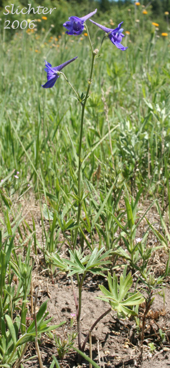 Upland Larkspur, Nuttall's Larkspur: Delphinium nuttallii (Synonym: Delphinium nuttallii ssp. nuttallii)