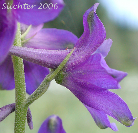 Flower of Upland Larkspur, Nuttall's Larkspur: Delphinium nuttallii (Synonym: Delphinium nuttallii ssp. nuttallii)