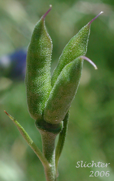 Fruits of Upland Larkspur, Nuttall's Larkspur: Delphinium nuttallii (Synonym: Delphinium nuttallii ssp. nuttallii)