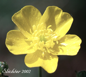 Flower of Common Buttercup, Giant Buttercup, Meadow Buttercup, Showy Buttercup, Tall Buttercup: Ranunculus acris (Synonyms: Ranunculus acris var. latisectus)