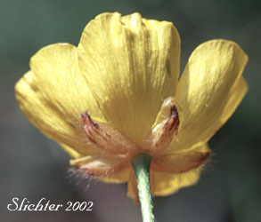 Sepals of Meadow Buttercup, Showy Buttercup: Ranunculus acris (Synonym: Ranunculus acris var. latisectus)