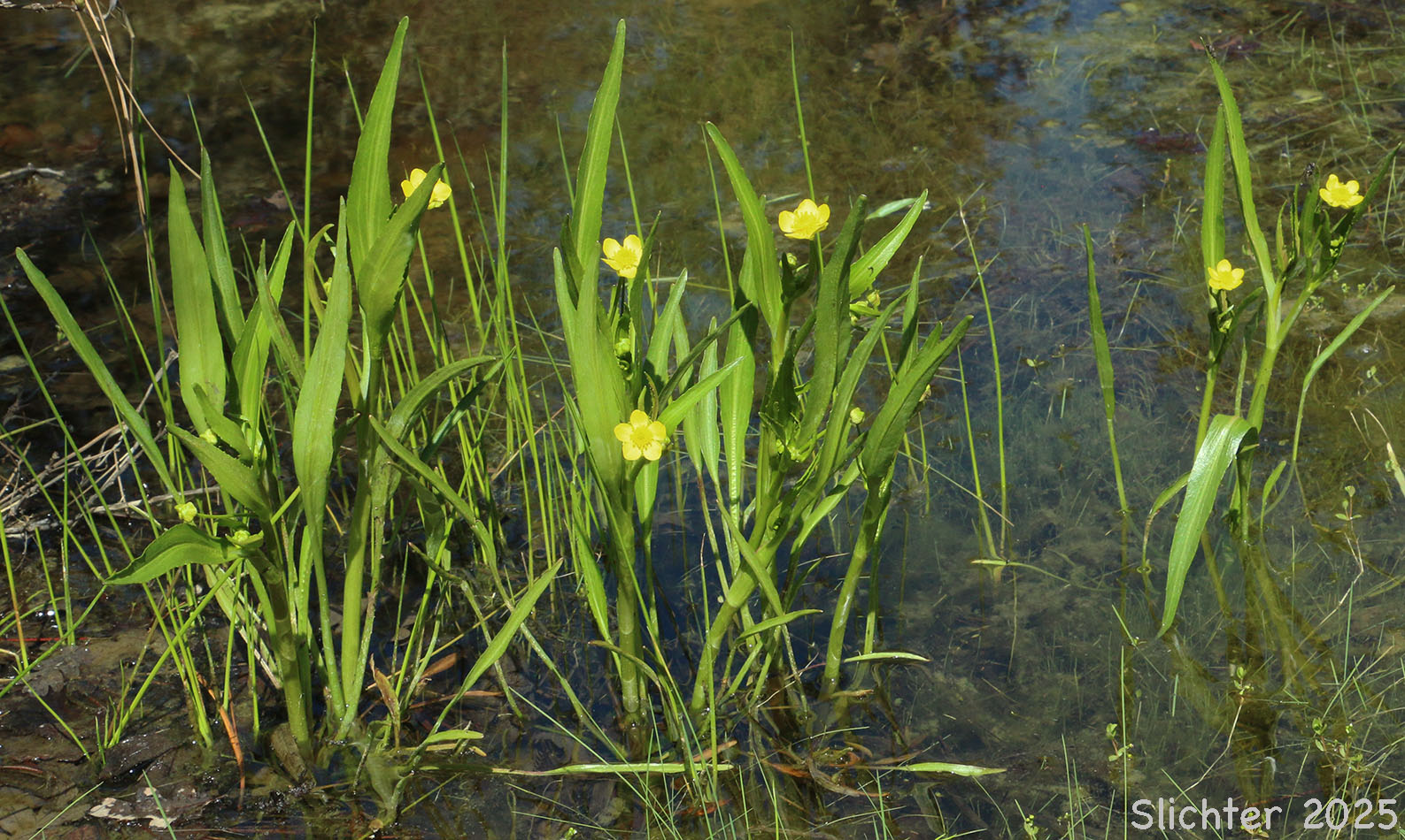 Plantain-leaf Buttercup, Plantain-leaved Buttercup: Ranunculus alismifolius var. alismifolius (Synonym: Ranunculus alismaefolius var. alismaefolius)