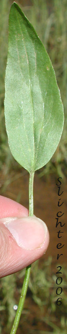 Basal leaf of Plantain-leaf Buttercup, Plantain-leaved Buttercup: Ranunculus alismifolius var. alismifolius (Synonym: Ranunculus alismaefolius var. alismaefolius)