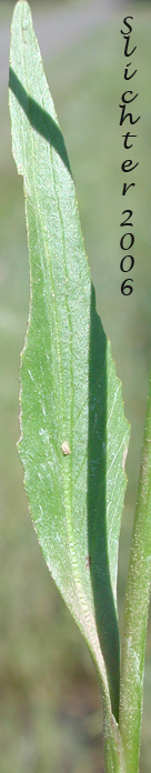 Stem leaf of Plantain-leaf Buttercup, Plantain-leaved Buttercup: Ranunculus alismifolius var. alismifolius (Synonym: Ranunculus alismaefolius var. alismaefolius)