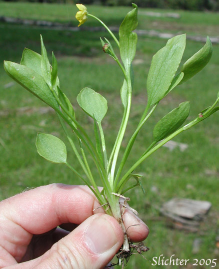 Dwarf Plantainleaved Buttercup, Dwarf Plantain-leaved Buttercup, Plantainleaf Buttercup: Ranunculus alismifolius var. alismellus (Synonym: Ranunculus alismaefolius var. alismellus)
