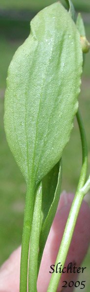 Leaf of Dwarf Plantainleaved Buttercup, Dwarf Plantain-leaved Buttercup, Plantainleaf Buttercup: Ranunculus alismifolius var. alismellus (Synonym: Ranunculus alismaefolius var. alismellus)