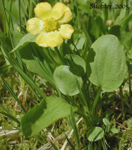 Dwarf Plantainleaved Buttercup, Dwarf Plantain-leaved Buttercup, Plantainleaf Buttercup: Ranunculus alismifolius var. alismellus (Synonym: Ranunculus alismaefolius var. alismellus)